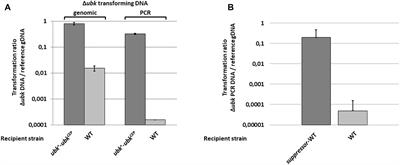 The Tyrosine-Autokinase UbK Is Required for Proper Cell Growth and Cell Morphology of Streptococcus pneumoniae